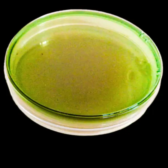 A culture plate of green agar, used to grow and identify bacteria.